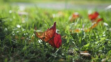 Fallen leaves in green grass close-up. Autumn garden with dry orange foliage, video