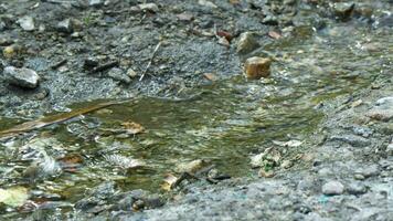 Small stream flowing after rain, water flowing down ground. video