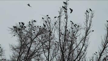 Flock of black crows sits on tree branches on cloudy day video