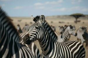 AI generated African savannah groups zebras animals. Generate ai photo