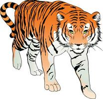 aislado tigre, ilustración vector