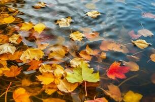 AI generated Fall leaves in water pond. Generate ai photo