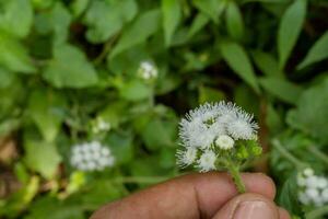 blanco flor de ageratum conyzoides florecer cuando lluvia estación. foto