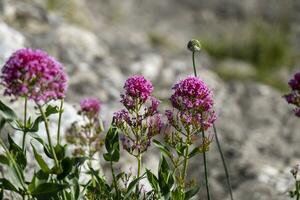 valerian rubra flower blooming photo