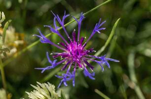 floreciente centaurea Montana flor foto