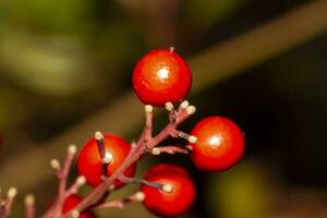 red berries on shrub. High quality photo