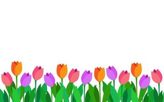 Spring vector background with tulips along the bottom edge. Colored tulips on a white background. Background for postcard, invitation, congratulation and banner.