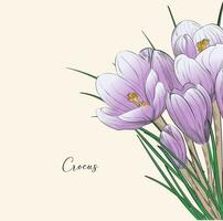 Delicate crocus for postcard. Vector design in all-spring conception