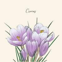 Crocus vector sketch illustration isolated on white background, saffron sketch art. Saffron flower. Template for packaging design, label, banner, poster