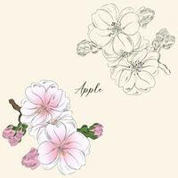 Illustration of apple tree branch flowers with blossoms and buds, vintage style, in color and stroke. Vector illustration in spring concept.