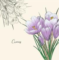 Crocus vector sketch illustration isolated on white background, saffron sketch art. Saffron flower. Template for packaging design, label, banner, poster, icon.