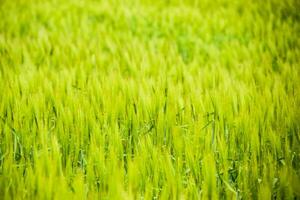 field of green immature barley. Spikelets of barley. The field is barley, Rural landscape. photo