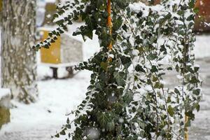 Snow in the yard and on the arbor. Leaves of bindweed in the snow photo