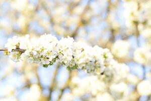 Prunus avium Flowering cherry. Cherry flowers on a tree branch photo