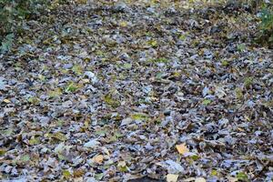 The leaves are yellow on the ground. Autumn leaf fall photo