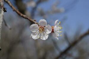 Spring flowering trees. Pollination of flowers of apricot. Blooming wild apricot in the garden photo