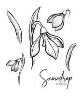 Line art set of snowdrop botanical illustration. Flower floral group or wedding invitation and cards, logo design, web, social media and poster, template, advertisement, beauty and cosmetic industry. vector