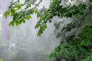 castaña árbol en el parque, castaña árbol en lluvia. foto