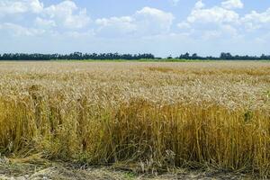 field of wheat photo