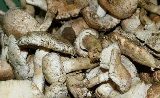 Field champignons. Edible mushroom. Mushrooms background texture photo