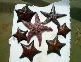 Sea stars. Sea mollusks in nature. photo