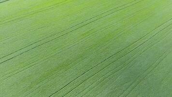 Texture of wheat field. Background of young green wheat on the field. Photo from the quadrocopter. Aerial photo of the wheat field