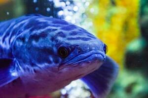 pescado en el acuario de acuario, foto