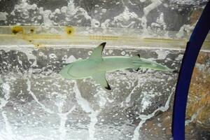 Shark in the aquarium, photo