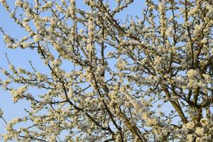 Prunus avium Flowering cherry. Cherry flowers on a tree branch photo