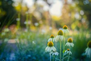 blanco púrpura cosmos flores en prado en rayos de luz de sol en borroso naturaleza paisaje parque antecedentes con Copiar espacio, suave enfocar, hermosa Bokeh. otoño flores brillante follaje fondo foto