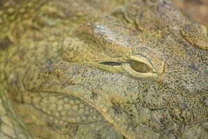 Alligator or crocodile concept. Eye of alligator and teeth on head. Eye is bright golden beautiful color. Crocodile is dangerous animals and large aquatic reptiles. Animal portrait with eyes and skin photo