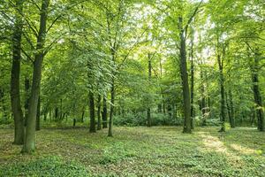 Sun beams through thick trees branches in dense green forest. Beautiful nature forest scenery, tranquil soft colors. Peaceful bright natural landscape, spring summer greenery and freshness photo