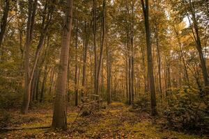 Gorgeous autumn panorama of a sunny forest. Autumn scenery in panorama format a forest in vibrant warm colors with sun shining through the leaves. Amazing autumn nature photo