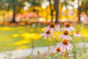 Wild purple cosmos flowers in meadow in rays of sunlight on blurred nature landscape park background with copy space, soft focus, beautiful bokeh. Autumn flowers bright foliage backdrop photo