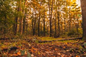Gorgeous autumn panorama of a sunny forest. Autumn scenery in panorama format a forest in vibrant warm colors with sun shining through the leaves. Amazing autumn nature photo