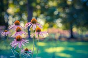 salvaje púrpura cosmos flores en prado en rayos de luz de sol en borroso naturaleza paisaje parque antecedentes con Copiar espacio, suave enfocar, hermosa Bokeh. otoño flores brillante follaje fondo foto