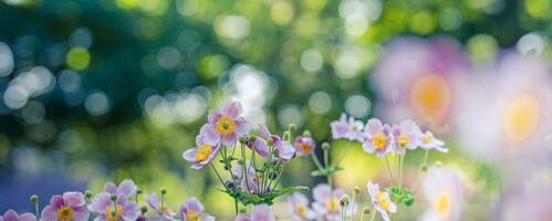 hermosa salvaje flores púrpura salvaje floral jardín en Mañana calina en naturaleza de cerca macro. paisaje amplio formato, paisaje bandera como artístico imagen. relajante, romántico floreciente flores, amor romance foto