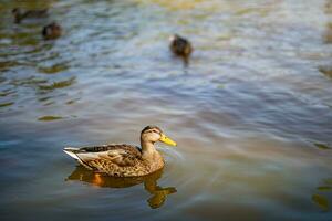 Ducks on the pond in the park. Wild ducks are reflected in the lake. Multi-colored feathers of birds. A pond with ducks and drakes. Duck feed on the surface of the water. Ducks eat food in the water photo