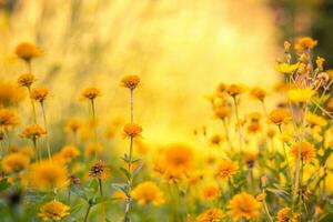 Meadow flowers in sunset fresh morning. Vintage autumn landscape. orange flowers in garden flowerbed. Vintage nature outdoor autumn, blurred park garden floral backdrop. Bright autumn closeup photo