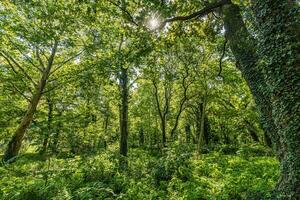 Sun beams through thick trees branches in dense green forest. Beautiful nature forest scenery, tranquil soft colors. Peaceful bright natural landscape, spring summer greenery and freshness photo