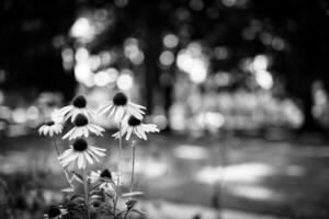 Closeup of white daisy on artistic background with soft focus. Black and white spring autumn floral backdrop with blurred nature park. Soft sunlight, dramatic nature scene photo