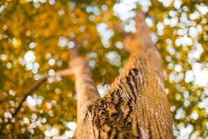 Tree bark. Dreamy autumn forest nature, closeup of tree trunk with blurred leaves and sky. Beautiful fall leaves trees photo