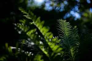 hermosa resumen naturaleza antecedentes. tranquilo relajación Fresco verde helechos en verano bosque. parte superior ver natural panorámico de cerca. Brillo Solar flora como al aire libre ambiente lozano follaje. primavera botánica foto