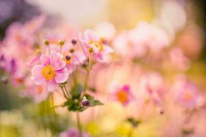 Spring forest landscape purple flowers primroses on a beautiful blurred background macro. Floral nature background, summer spring background. Tranquil nature close-up, romantic love flowers photo