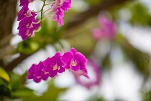 Branch of beautiful pink Phalaenopsis orchid on blurred background, closeup. Nature concept for design. Sunny tropical floral blooming garden nature. Blurred dream foliage, serene peaceful exotic view photo