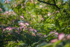 samanea saman flor, persa seda árbol , mimosa, rosado floraciones foto