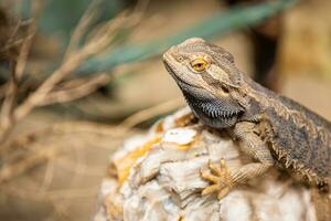 Texas con cuernos lagarto. el oriental jardín lagarto, oriental jardín lagarto, sanguijuela o cambiable lagartija foto