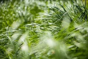 Grass field background. Wild grass in the forest at sunlight. Macro view of green grass meadow, shallow depth of field. Abstract summer nature background. Blurred colorful forest field nature photo