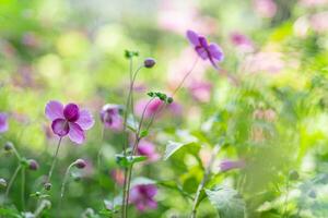 Spring forest landscape purple flowers primroses on a beautiful blurred background macro. Floral nature background, summer spring background. Tranquil nature close-up, romantic love flowers photo