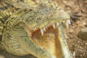 A small crocodile with an open mouth. Crocodile at the zoo, closeup animal portrait photo